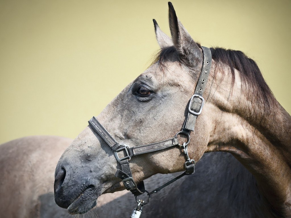 Обои лошадь, колосья, уши, конь, голова, башка, belts, horse, ears, head разрешение 1920x1200 Загрузить