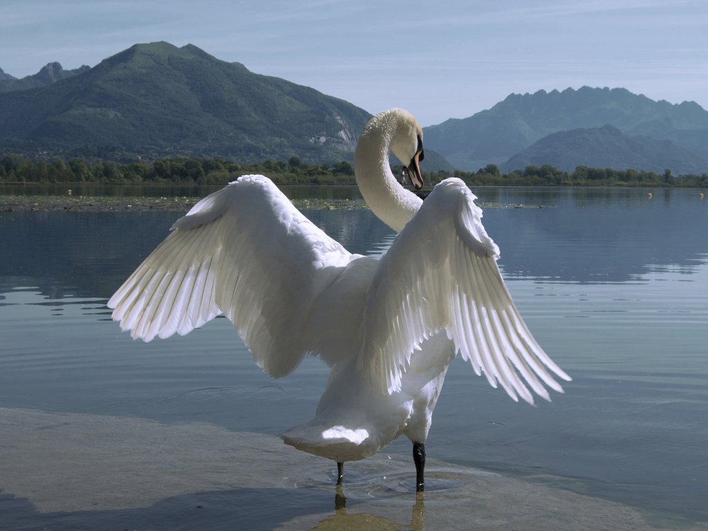 Обои озеро, горы, природа, крылья, птица, лебедь, белый лебедь, лебедь-шипун, lake, mountains, nature, wings, bird, swan, white swan разрешение 2000x1124 Загрузить