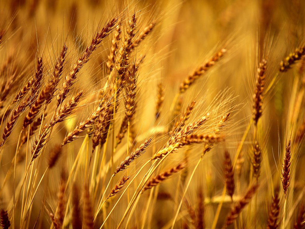 Обои желтый, макро, колосья, пшеница, ячмень, yellow, macro, ears, wheat, barley разрешение 2048x1365 Загрузить