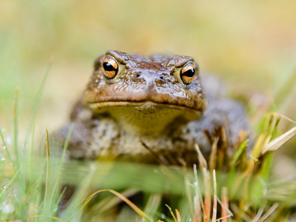 Обои трава, природа, фон, лягушка, жаба, grass, nature, background, frog, toad разрешение 1920x1200 Загрузить