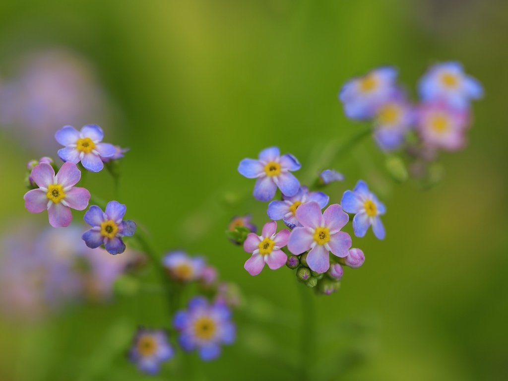 Обои цветы, ветка, природа, лепестки, растение, незабудки, flowers, branch, nature, petals, plant, forget-me-nots разрешение 2048x1365 Загрузить