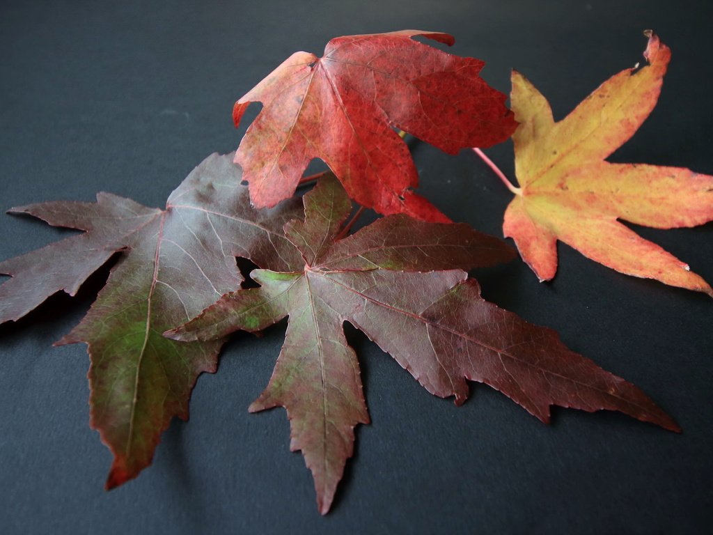 Обои природа, листья, макро, осень, клен, nature, leaves, macro, autumn, maple разрешение 2048x1336 Загрузить