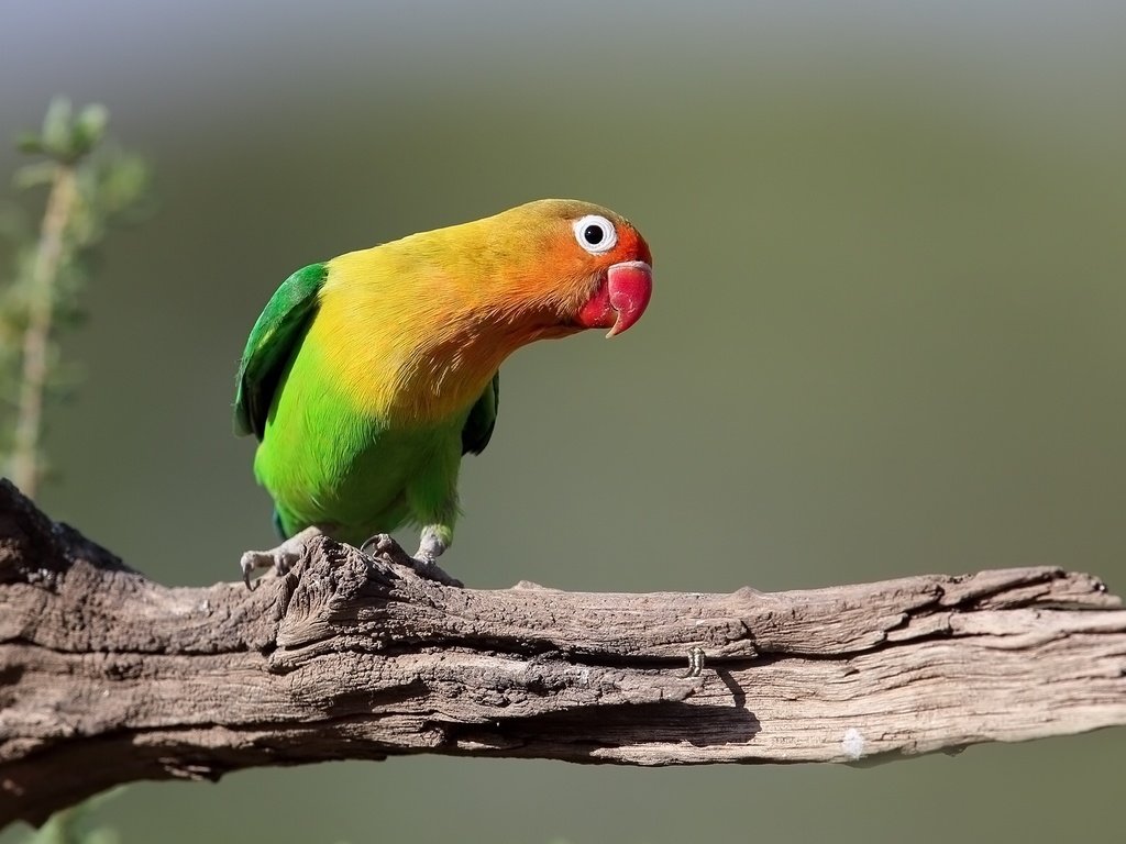 Обои птица, клюв, перья, коряга, попугай, оперение, неразлучник, bird, beak, feathers, snag, parrot, tail, lovebird разрешение 2048x1180 Загрузить