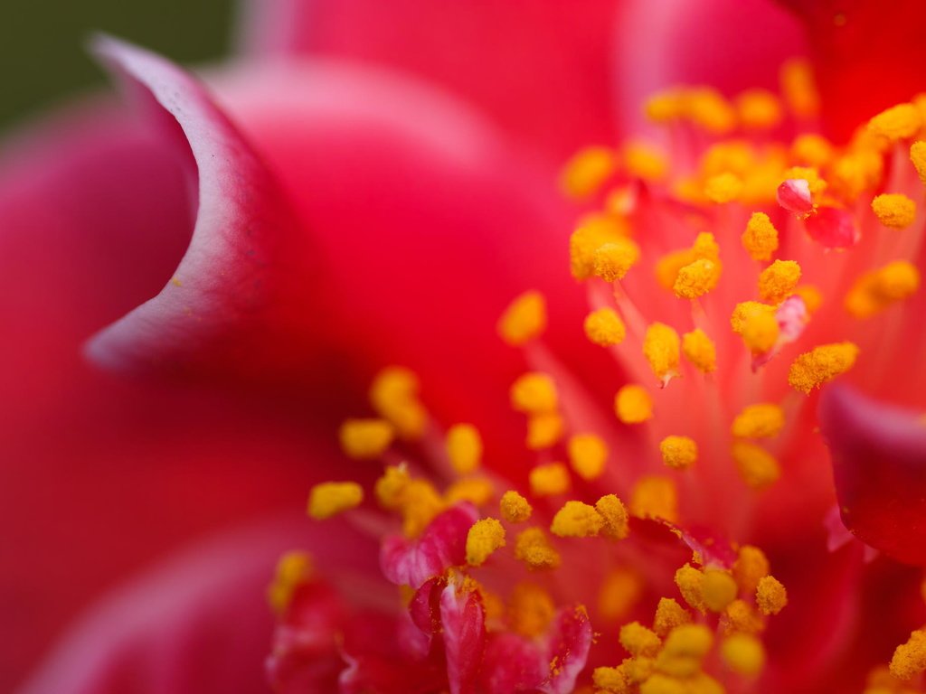 Обои макро, цветок, лепестки, камелия, macro, flower, petals, camellia разрешение 2048x1365 Загрузить