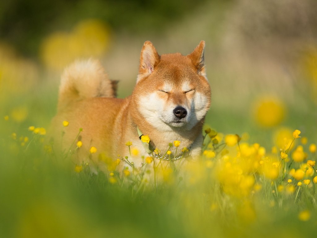 Обои морда, цветы, трава, лето, собака, друг, сиба-ину, face, flowers, grass, summer, dog, each, shiba inu разрешение 1999x1257 Загрузить