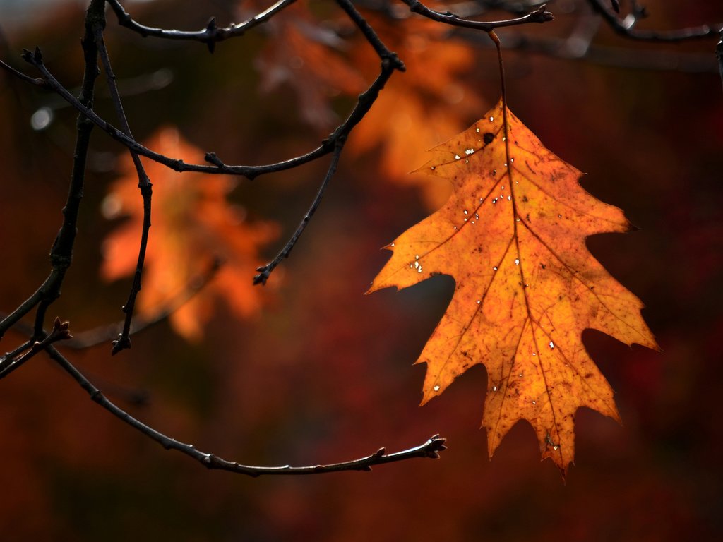 Обои природа, осень, лист, nature, autumn, sheet разрешение 2048x1356 Загрузить