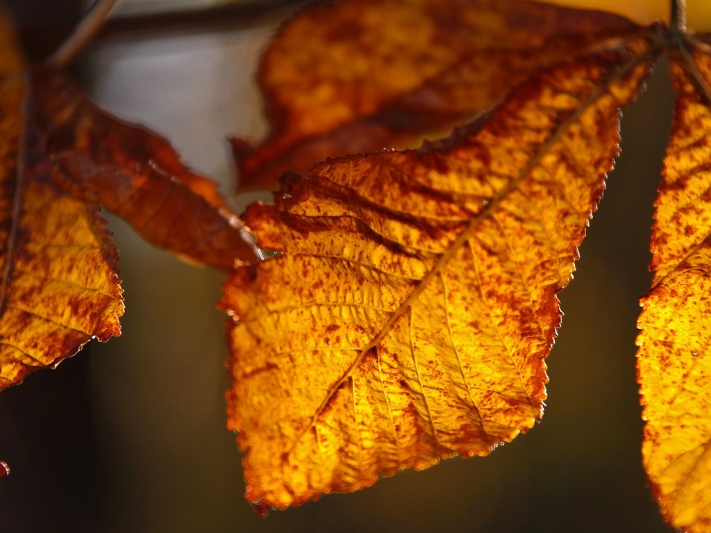 Обои природа, листья, осень, крупным планом, осенние листья, nature, leaves, autumn, closeup, autumn leaves разрешение 2880x1775 Загрузить