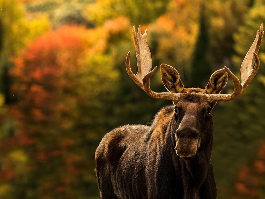 Обои природа, фон, лось, nature, background, moose разрешение 1920x1279 Загрузить