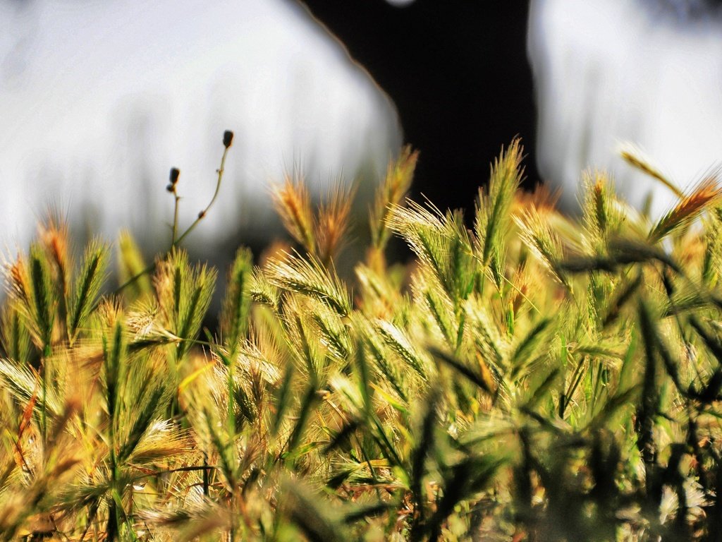 Обои трава, природа, макро, колоски, завод, опадают, на природе, grass, nature, macro, spikelets, plant, fall разрешение 2880x1798 Загрузить