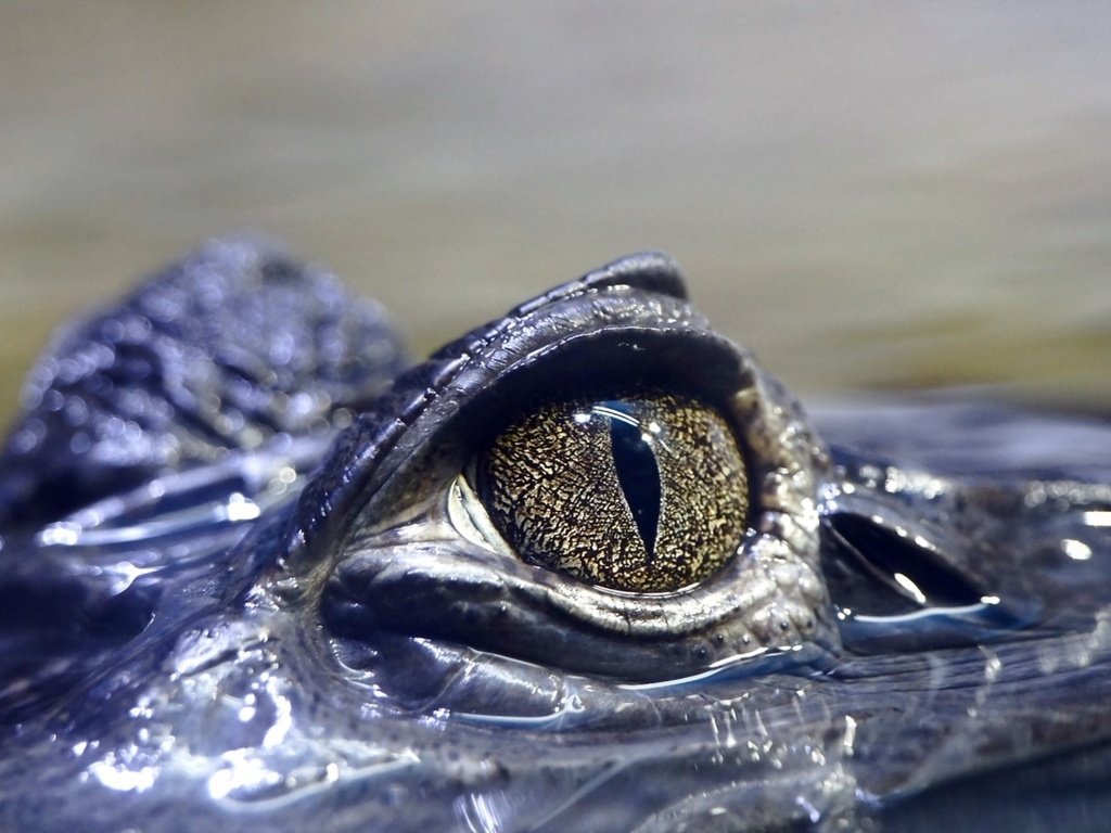 Обои глаза, вода, крокодил, рептилия, глазок, пресмыкающееся, аллигатор, eyes, water, crocodile, reptile, eye, alligator разрешение 2560x1600 Загрузить