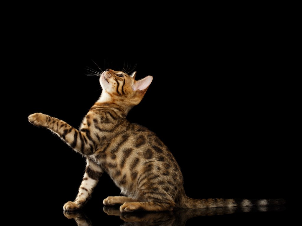 Обои черный фон, лапка, бенгальская кошка, black background, foot, bengal cat разрешение 4948x3299 Загрузить