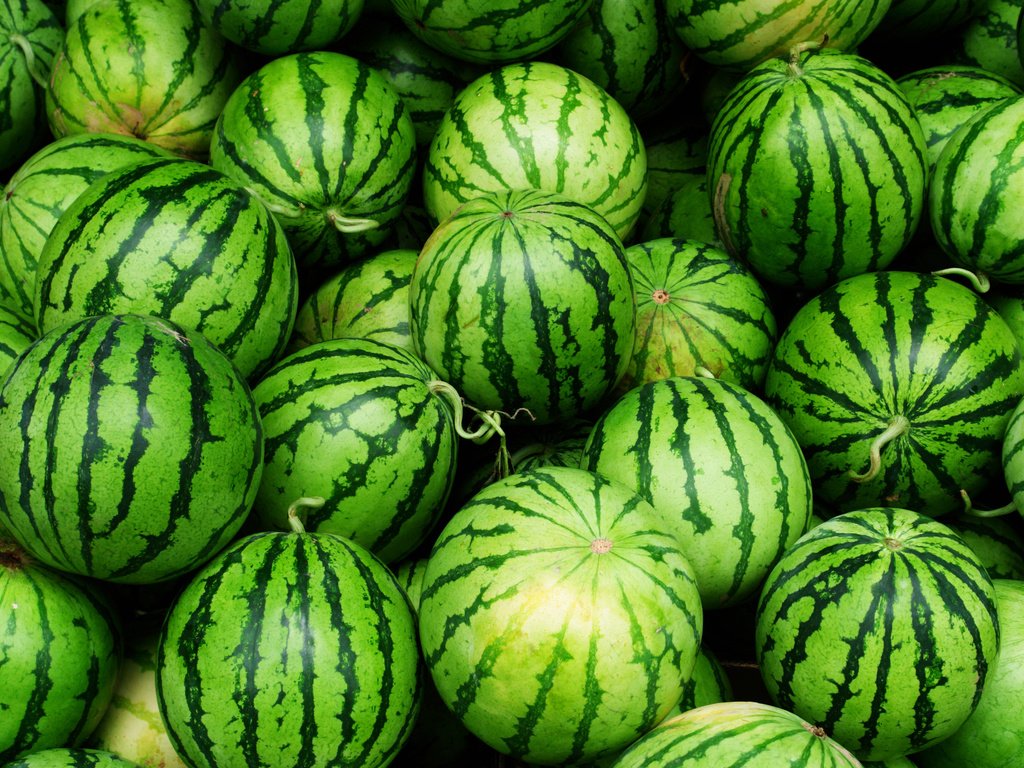 Обои зеленые, арбуз, плоды, арбузы, грин, green, watermelon, fruit, watermelons разрешение 2560x1600 Загрузить