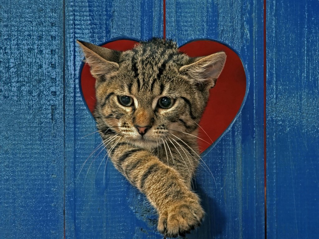Обои кот, кошка, забор, серый, сердце, полосатый, cat, the fence, grey, heart, striped разрешение 2880x2234 Загрузить
