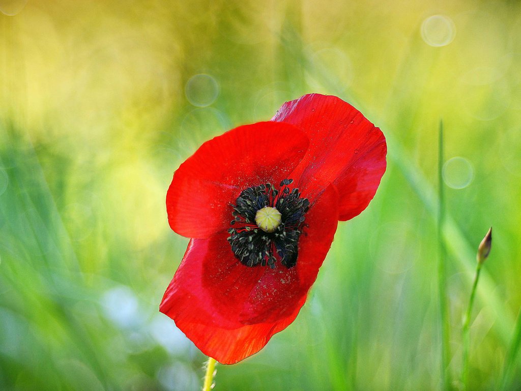 Обои макро, цветок, красный, мак, растение, боке, macro, flower, red, mac, plant, bokeh разрешение 2048x1367 Загрузить