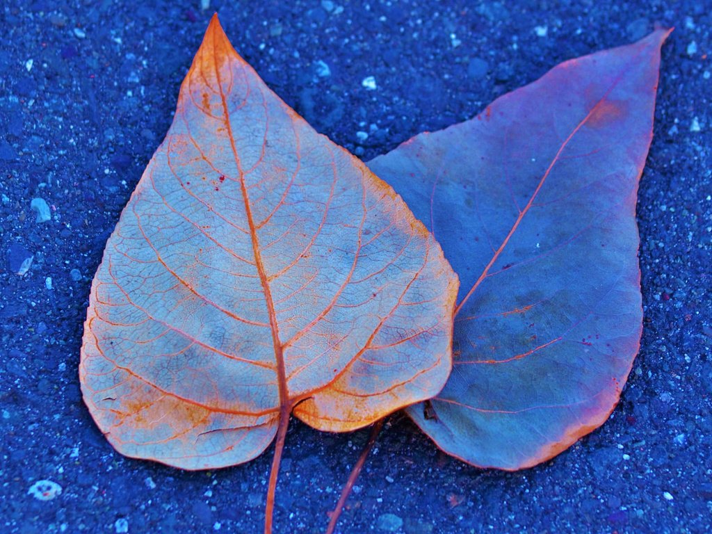 Обои листья, краски, осень, асфальт, leaves, paint, autumn, asphalt разрешение 2048x1319 Загрузить