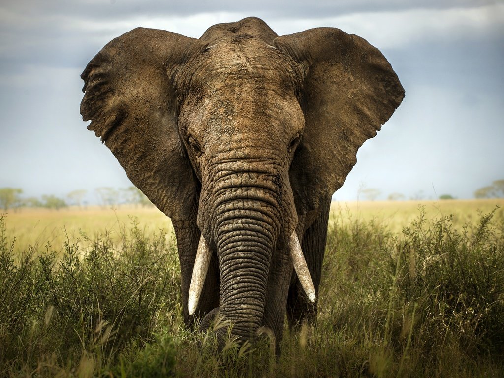 Обои слон, африка, саванна, слоновая кость, elephant, africa, savannah, ivory разрешение 2880x1916 Загрузить