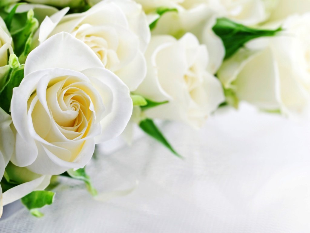 Обои розы, белые, белая,  цветы, роз, roses, white, flowers разрешение 6244x4640 Загрузить