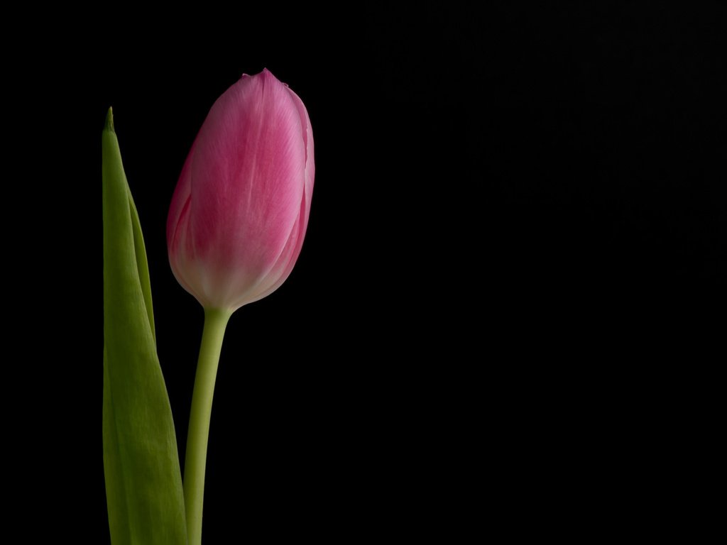 Обои фон, цветок, бутон, черный фон, розовый, тюльпан, background, flower, bud, black background, pink, tulip разрешение 2048x1367 Загрузить