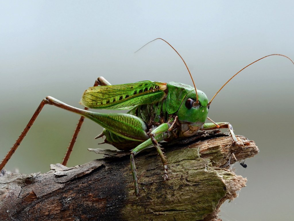 Обои природа, макро, насекомое, кузнечик, на природе, nature, macro, insect, grasshopper разрешение 2560x1440 Загрузить