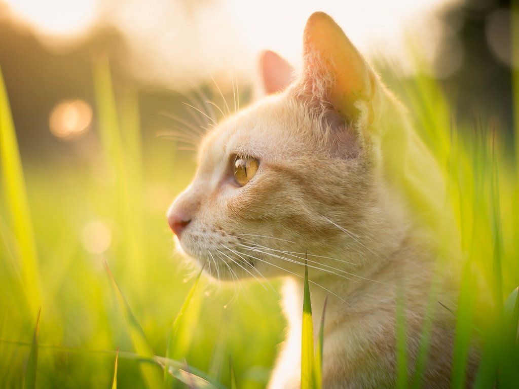 Обои трава, природа, кот, лето, кошка, взгляд, профиль, смотрите, grass, nature, cat, summer, look, profile, see разрешение 2560x1440 Загрузить