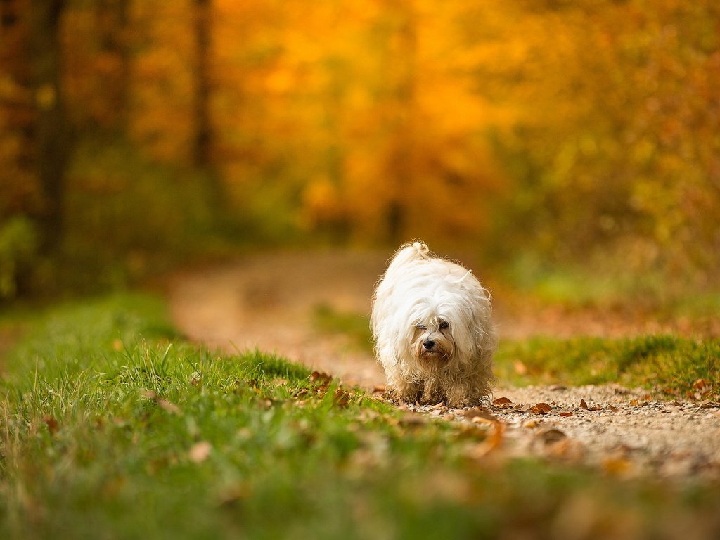 Обои взгляд, осень, собака, друг, look, autumn, dog, each разрешение 2048x1142 Загрузить