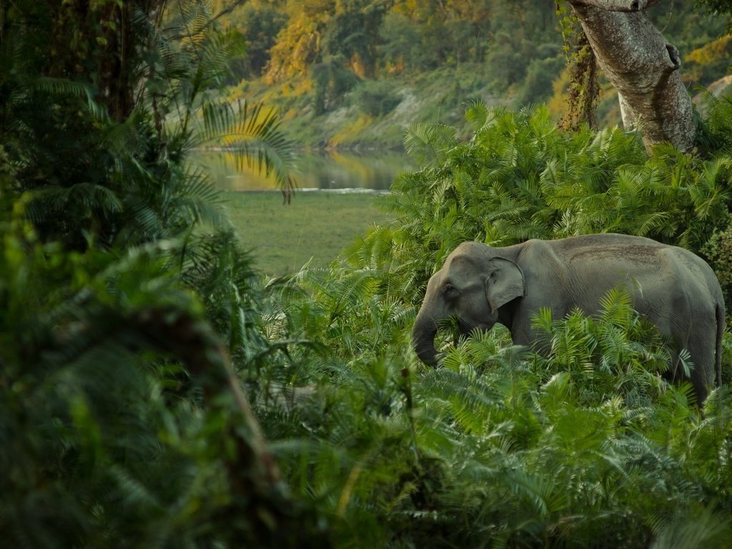 Обои слон, джунгли, заросли, elephant, jungle, thickets разрешение 2400x1481 Загрузить