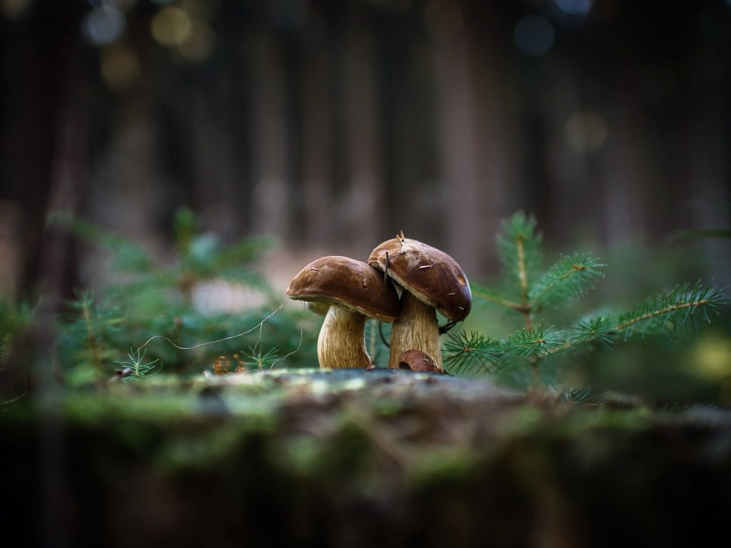 Обои природа, фон, грибы, гриб, nature, background, mushrooms, mushroom разрешение 2048x1362 Загрузить