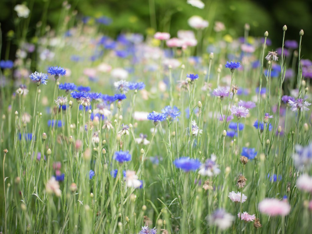 Обои цветы, трава, голубые, синие, васильки, flowers, grass, blue, cornflowers разрешение 2048x1367 Загрузить