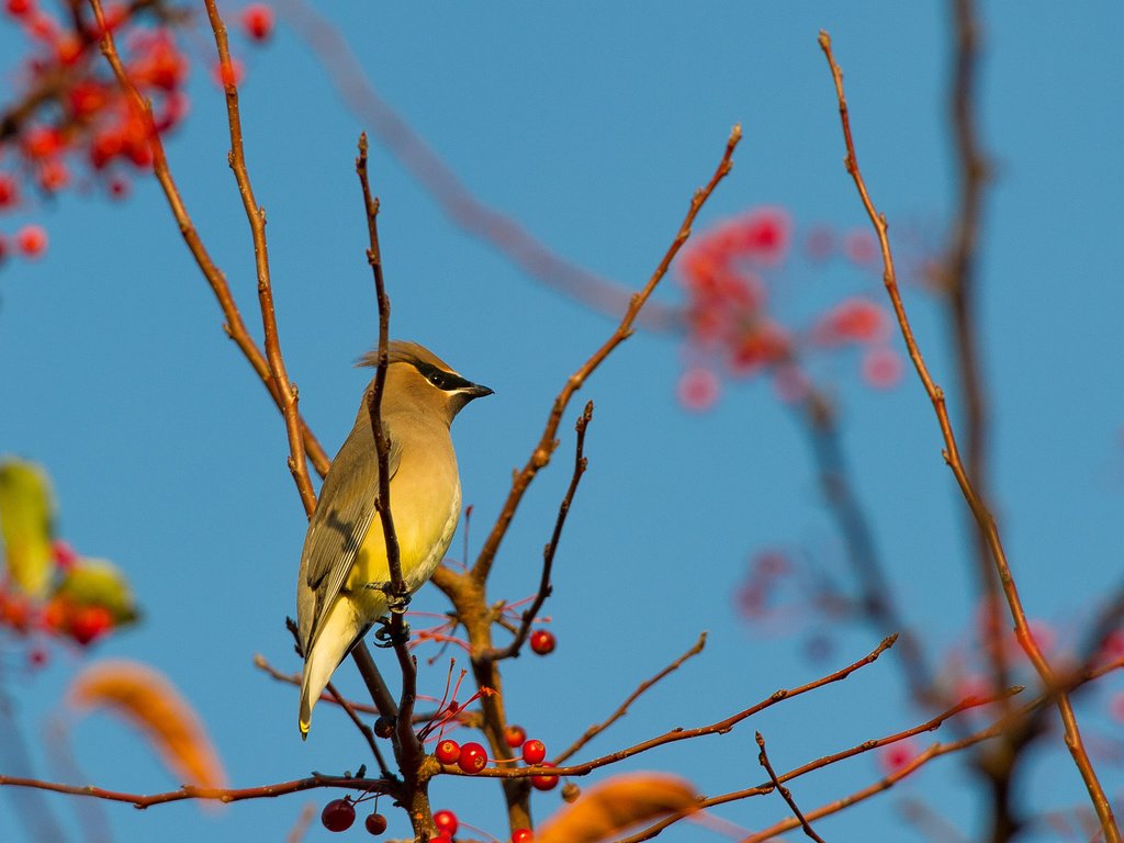 Обои небо, ветка, птица, ягоды, свиристель, the sky, branch, bird, berries, the waxwing разрешение 2048x1362 Загрузить