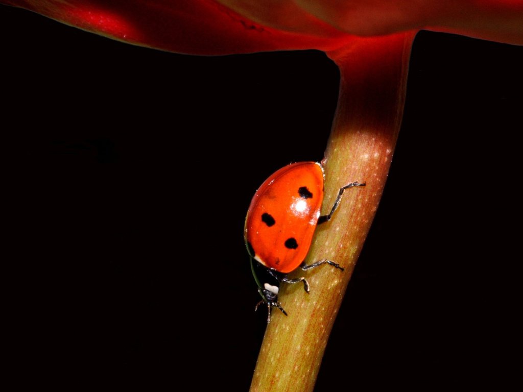 Обои насекомое, фон, цветок, черный, божья коровка, стебель, insect, background, flower, black, ladybug, stem разрешение 1920x1168 Загрузить