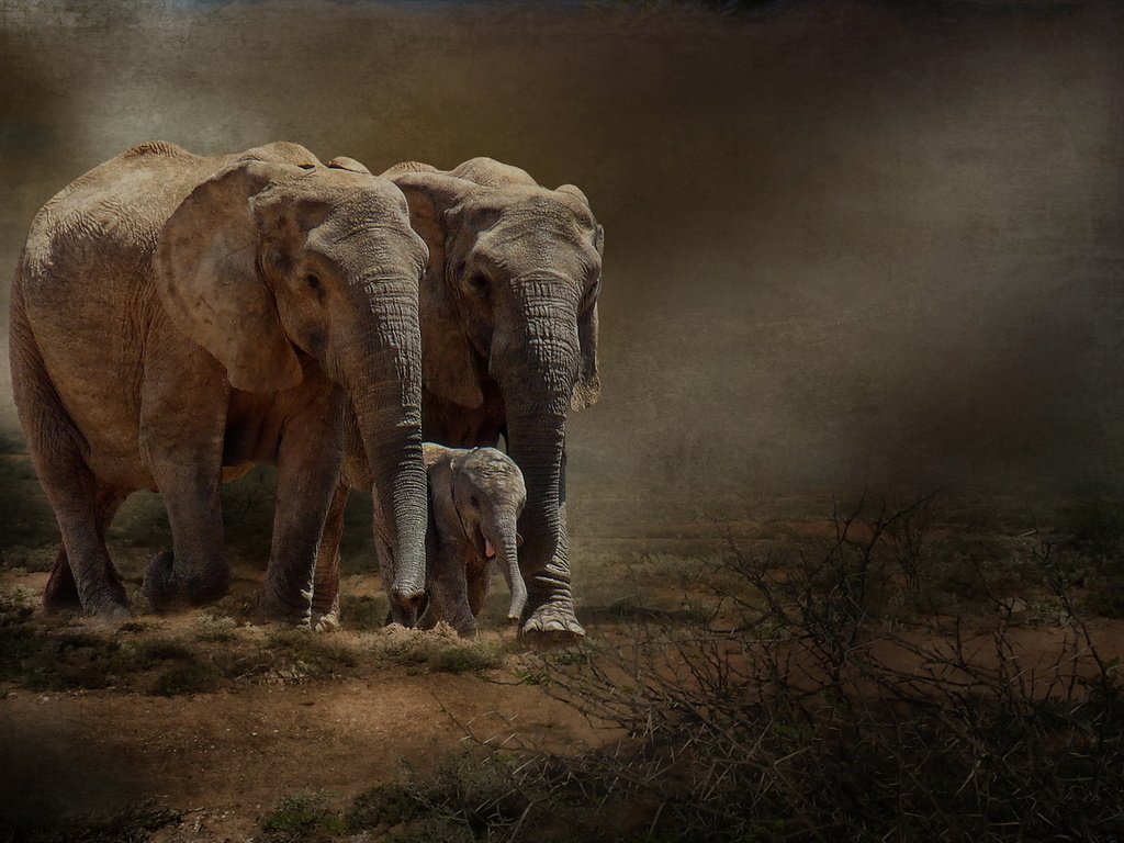 Обои природа, фон, слоны, nature, background, elephants разрешение 1920x1217 Загрузить