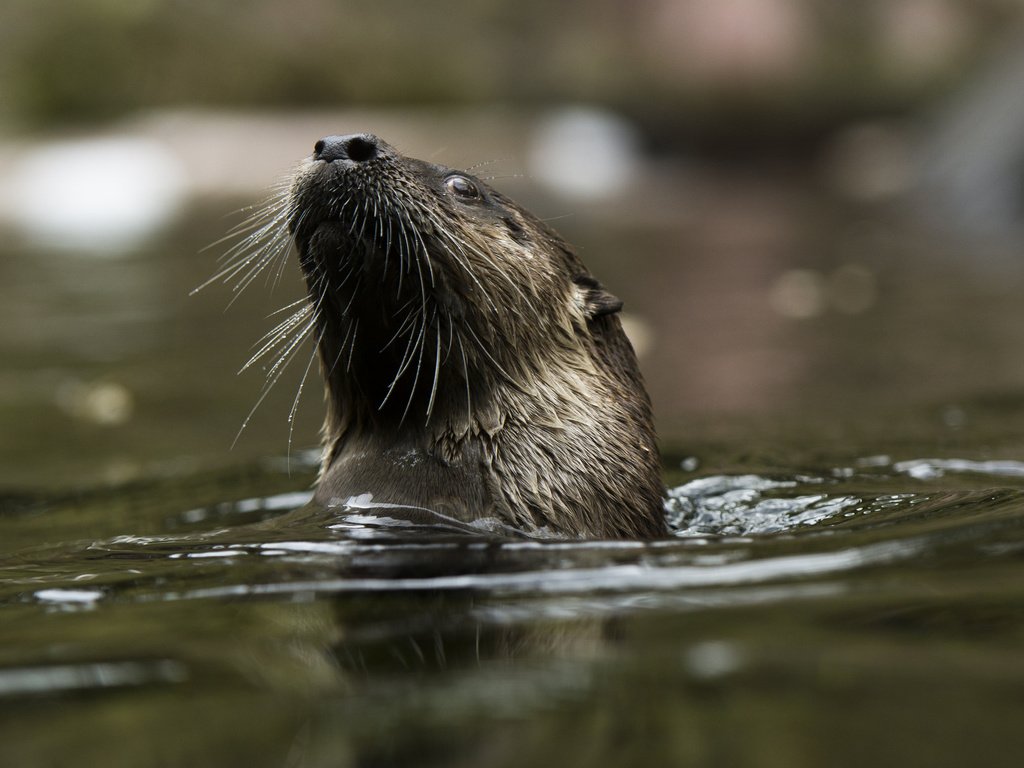 Обои мордочка, усы, водоем, купание, выдра, muzzle, mustache, pond, bathing, otter разрешение 2048x1365 Загрузить