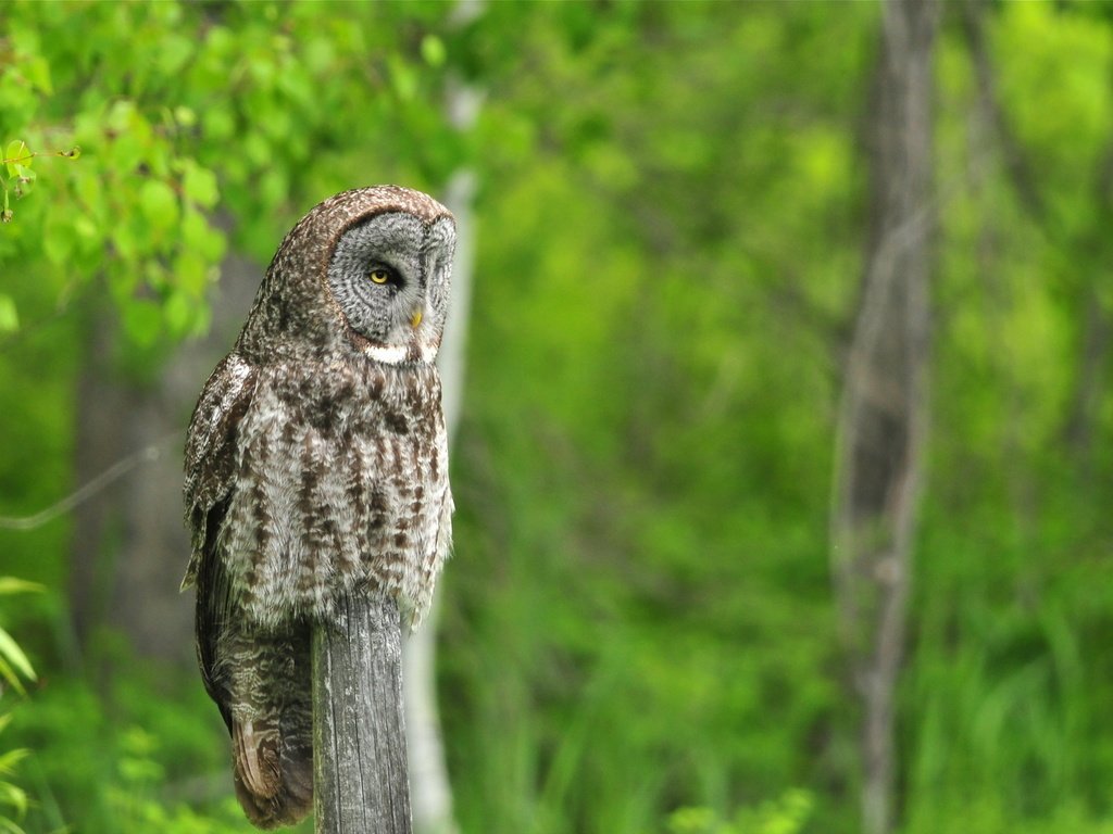 Обои сова, природа, лето, птица, неясыть, owl, nature, summer, bird разрешение 2560x1440 Загрузить