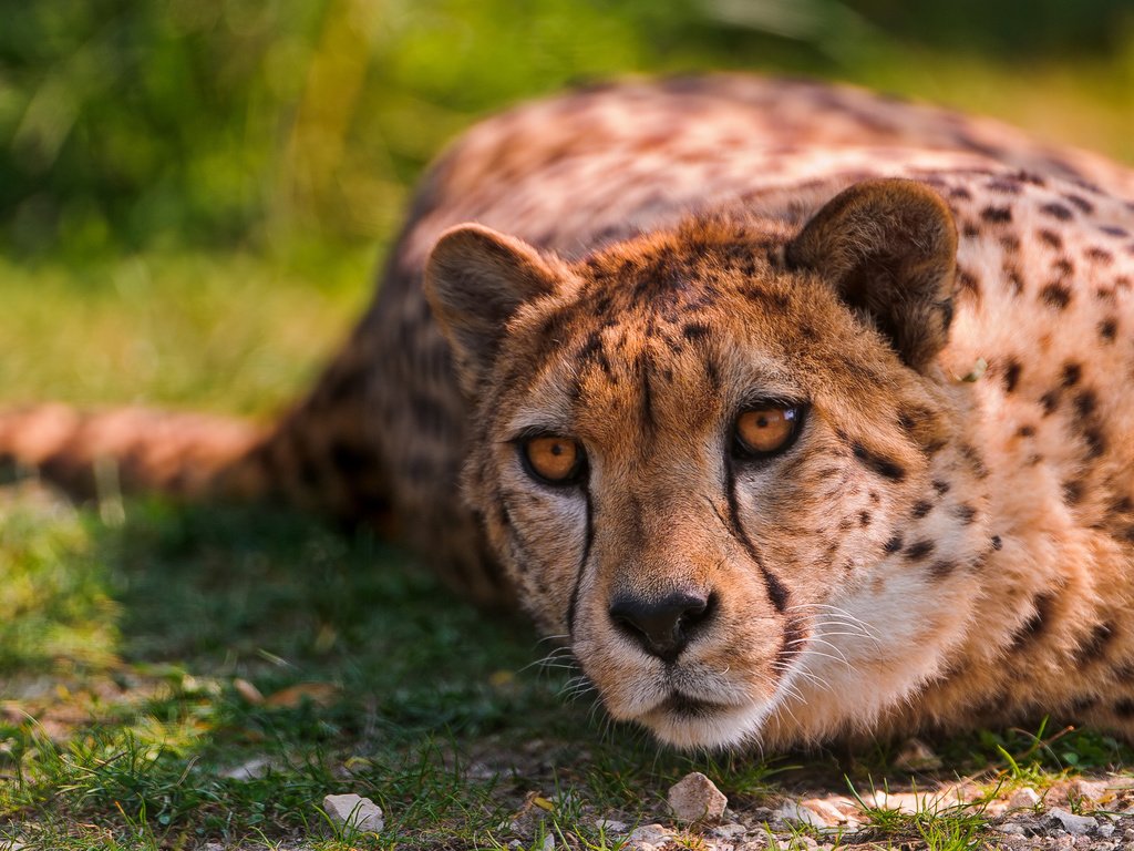 Обои кошки, гепард, дикая кошка, валяются, животно е, cats, cheetah, wild cat, lying, animals разрешение 2880x1800 Загрузить