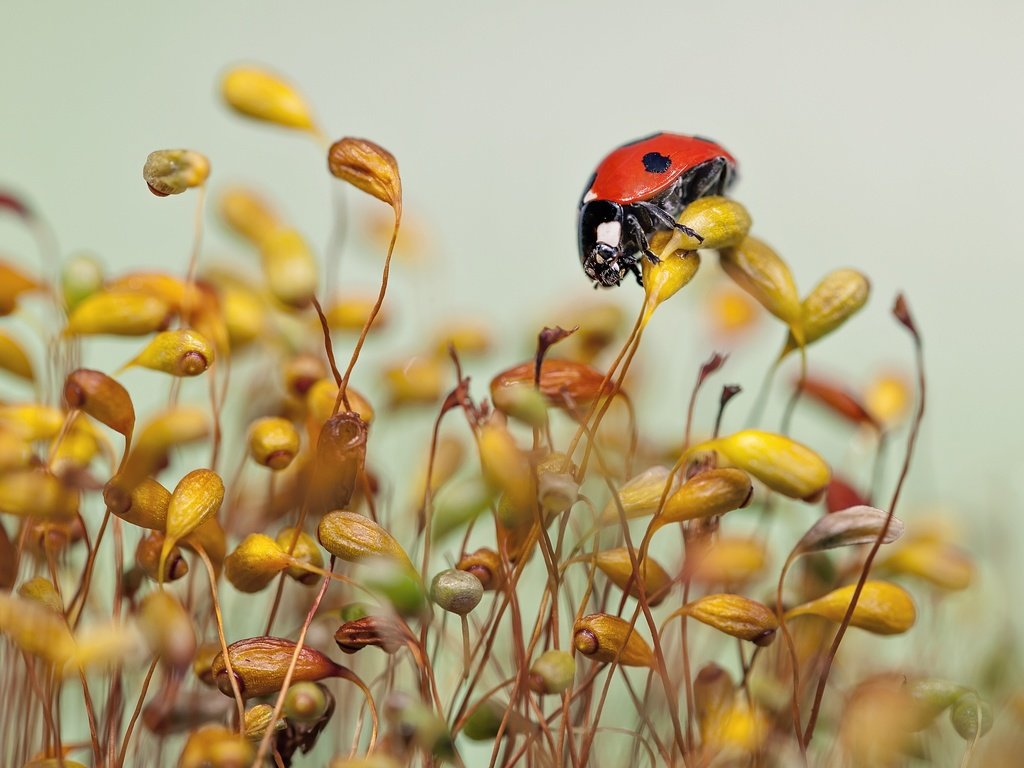 Обои трава, макро, божья коровка, травинки, grass, macro, ladybug разрешение 2560x1955 Загрузить