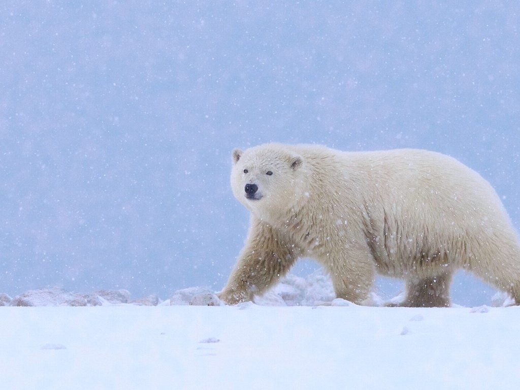 Обои снег, полярный медведь, медведь, белый медведь, аляска, snow, polar bear, bear, alaska разрешение 1920x1080 Загрузить