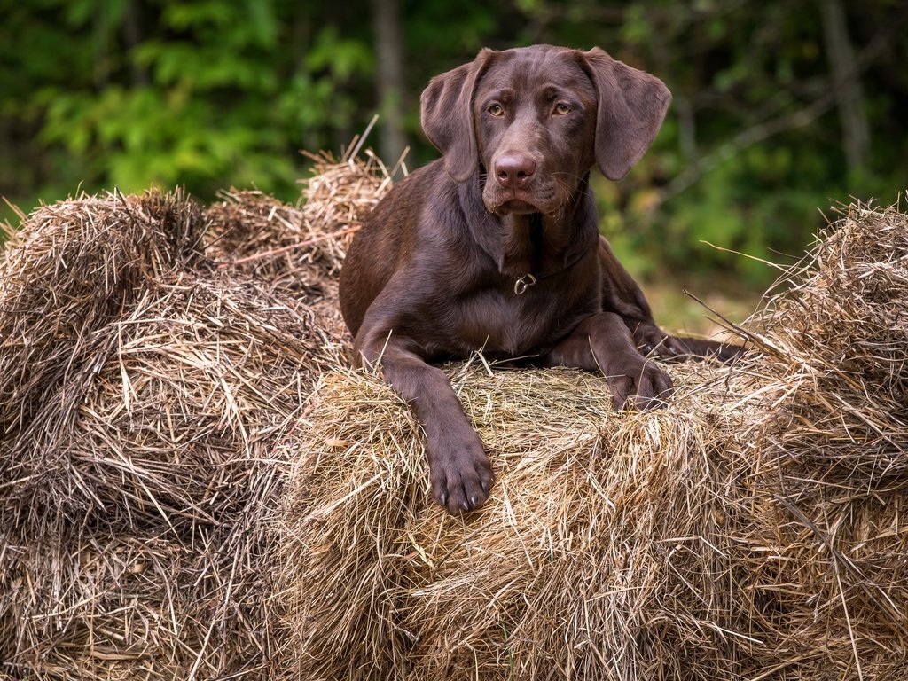 Обои взгляд, собака, друг, лабрадор, look, dog, each, labrador разрешение 2880x1920 Загрузить