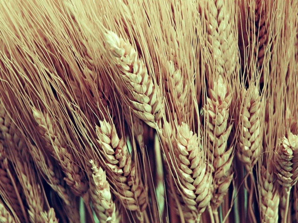 Обои макро, колосья, пшеница, урожай, macro, ears, wheat, harvest разрешение 2560x1600 Загрузить