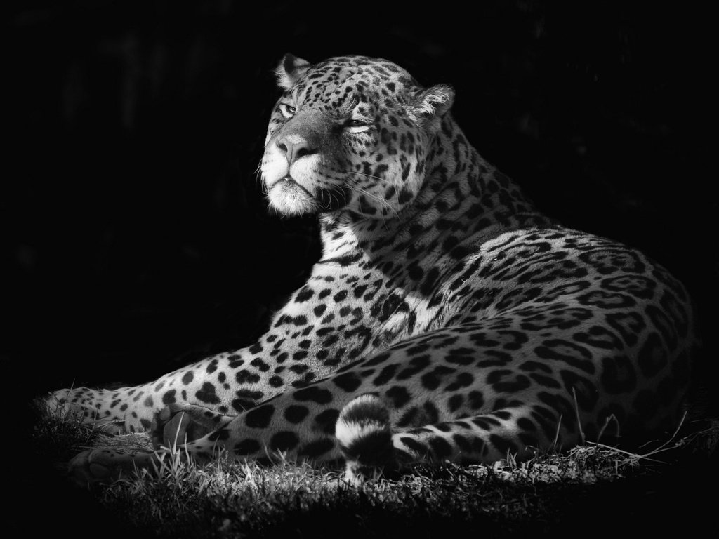 Обои фон, шерсть, кошка, пятна, ягуар, background, wool, cat, spot, jaguar разрешение 2048x1379 Загрузить