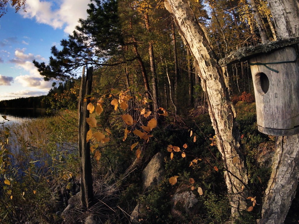 Обои деревья, озеро, осень, скворечник, trees, lake, autumn, birdhouse разрешение 1920x1146 Загрузить