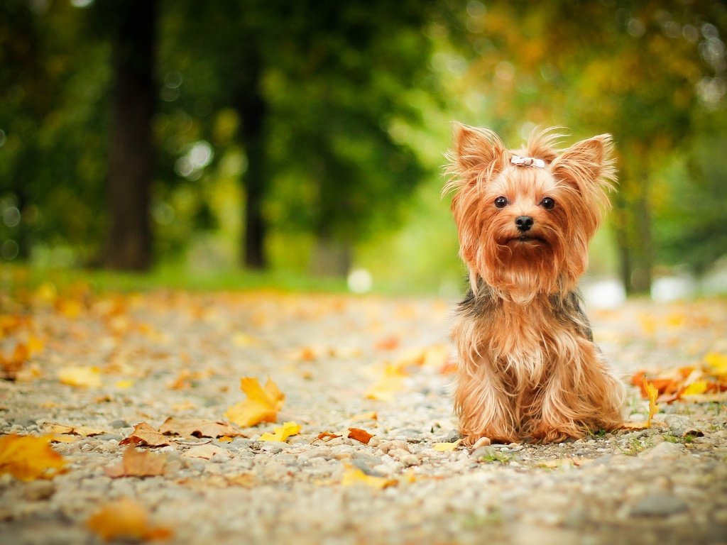 Обои взгляд, осень, собака, друг, йорк, йоркширский терьер, look, autumn, dog, each, york, yorkshire terrier разрешение 2880x1750 Загрузить