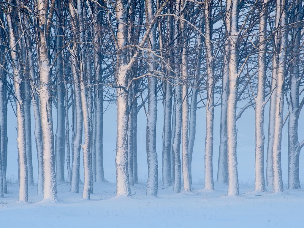 Обои деревья, снег, зима, швеция, швеции, готланд, trees, snow, winter, sweden, gotland разрешение 4256x2621 Загрузить