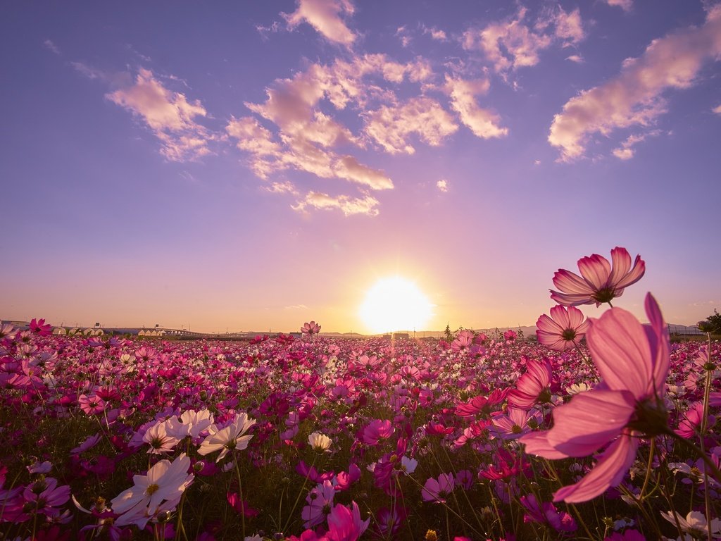 Обои небо, цветы, закат, поле, космея, слушай свое сердце, the sky, flowers, sunset, field, kosmeya разрешение 2880x1920 Загрузить