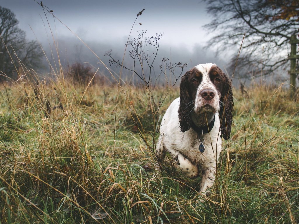 Обои туман, собака, друг, спаниель, fog, dog, each, spaniel разрешение 3000x2000 Загрузить