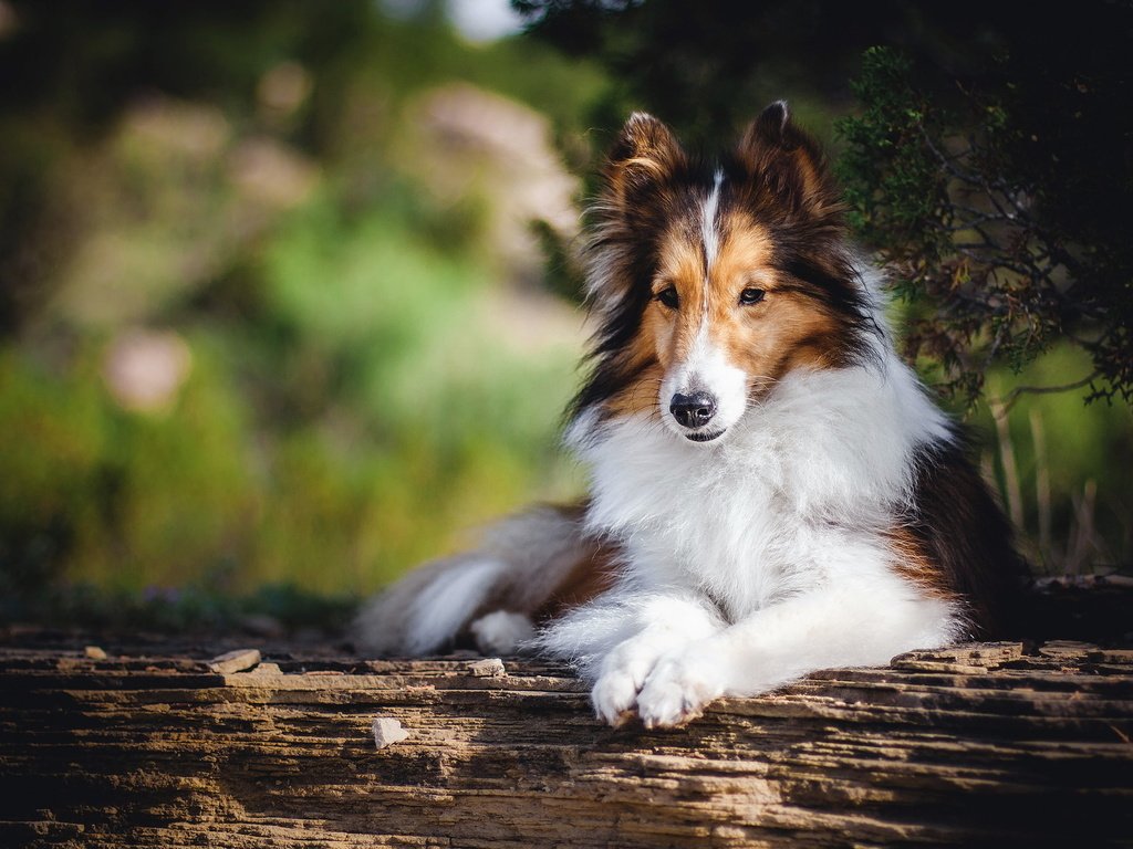 Обои взгляд, собака, друг, колли, шотландская овчарка, look, dog, each, collie, scottish shepherd разрешение 2048x1365 Загрузить