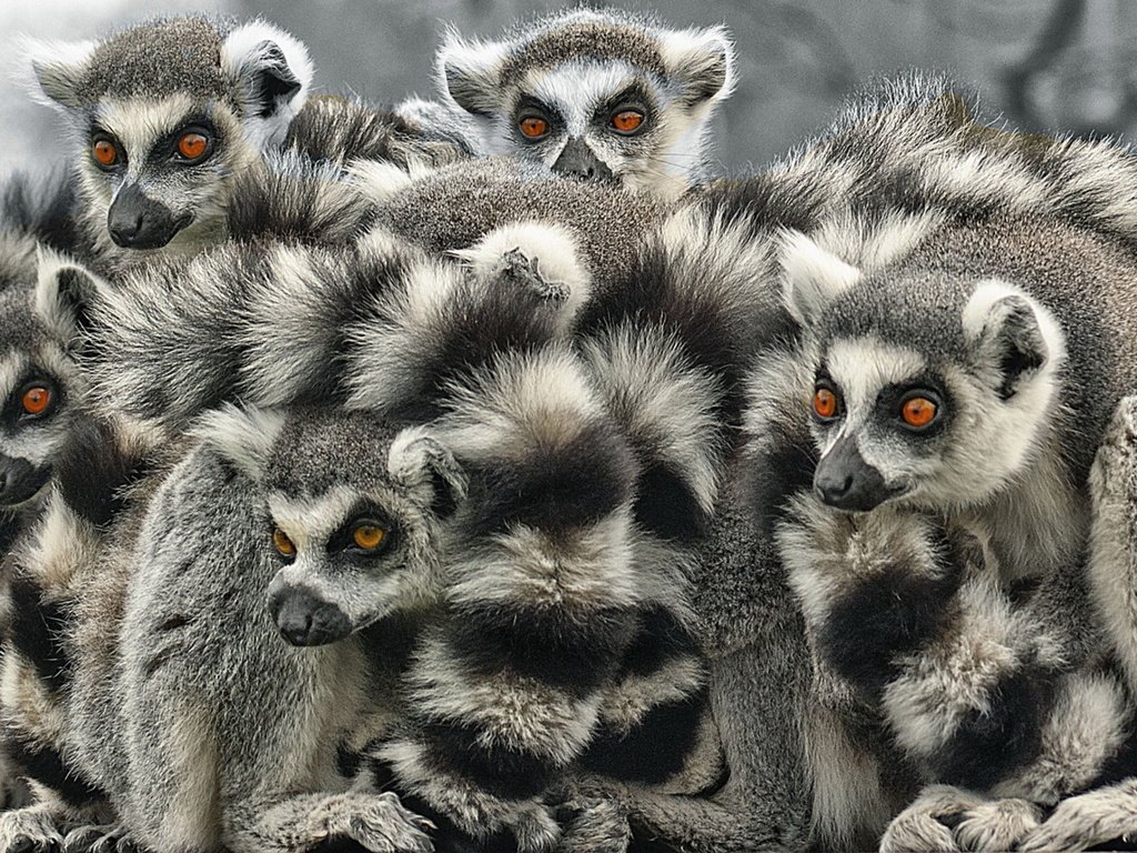 Обои белая, лемуры, лемур, блака, white, lemurs, lemur, black разрешение 1920x1080 Загрузить