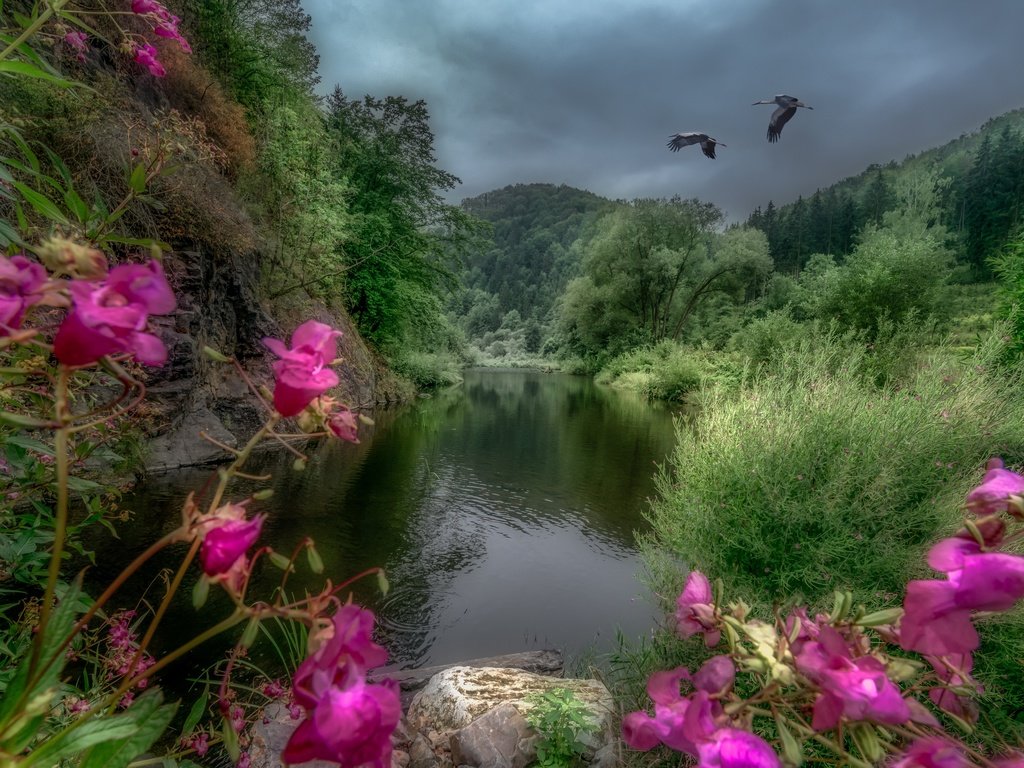 Обои деревья, река, горы, пейзаж, австрия, журавли, river kamp, trees, river, mountains, landscape, austria, cranes разрешение 2880x1922 Загрузить