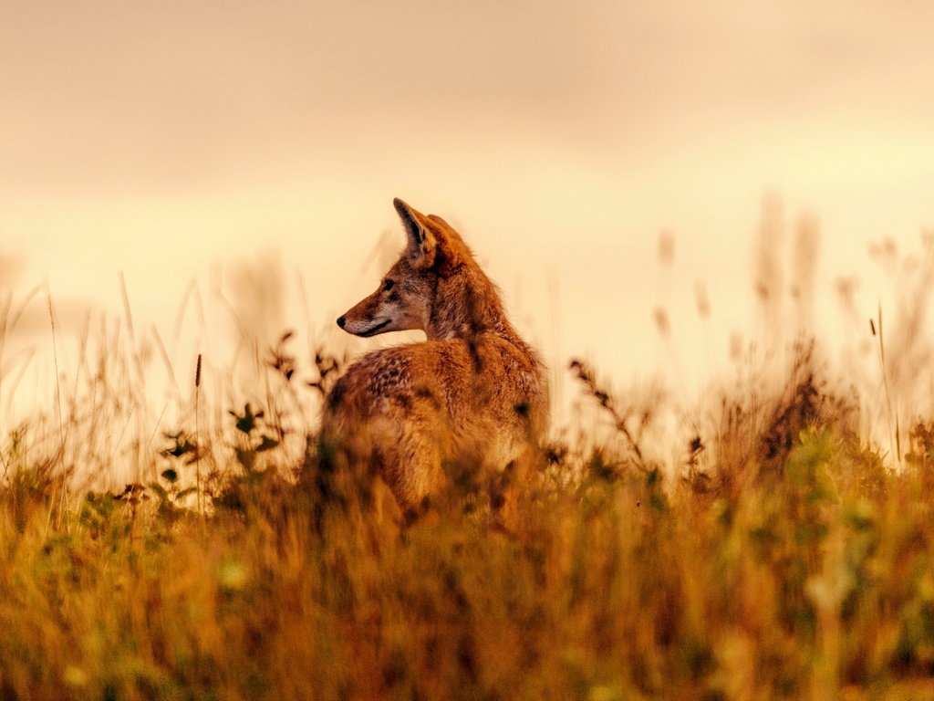 Обои трава, поле, лиса, животное, grass, field, fox, animal разрешение 2048x1367 Загрузить