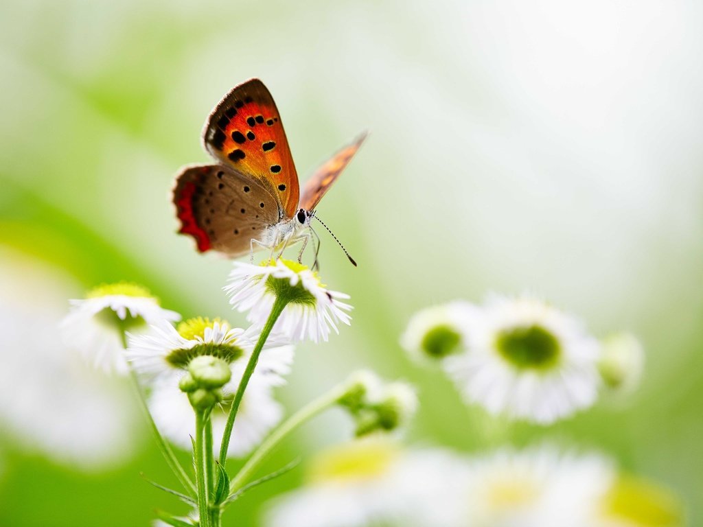 Обои цветы, насекомое, бабочка, крылья, боке, flowers, insect, butterfly, wings, bokeh разрешение 5760x3840 Загрузить