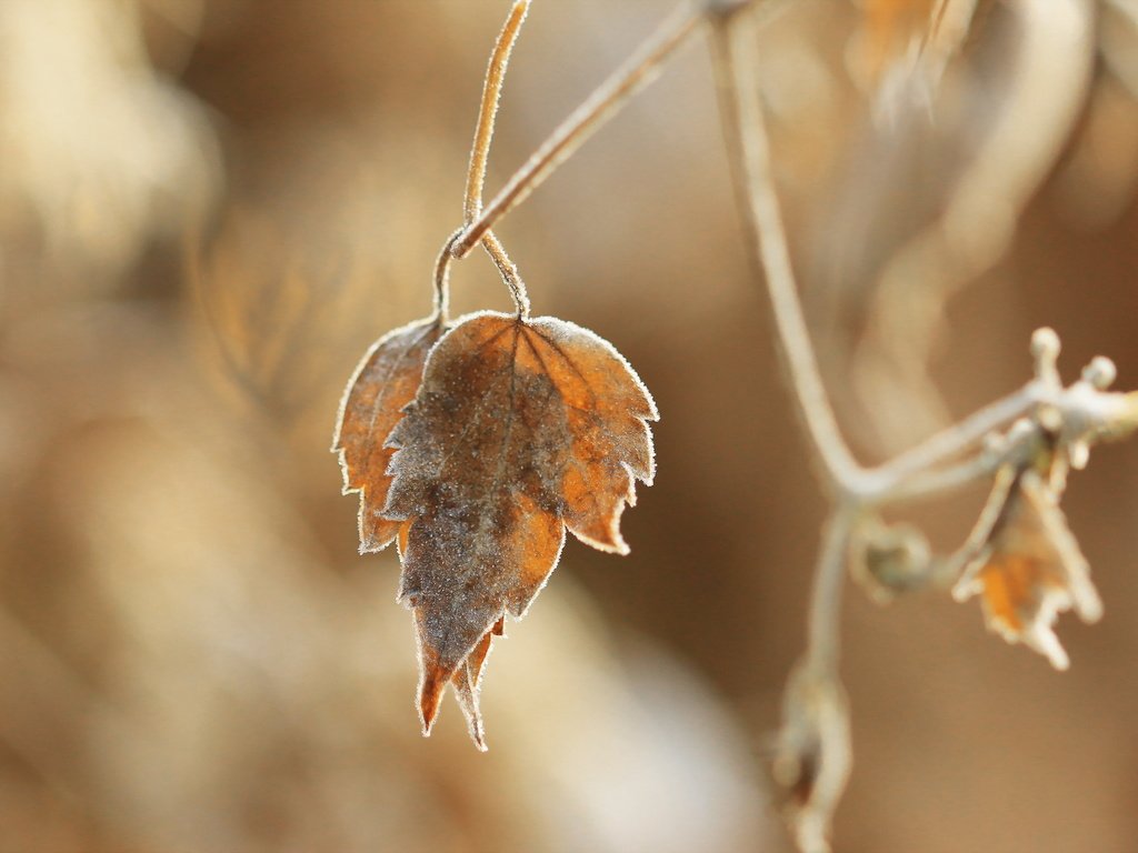 Обои природа, листья, осень, размытость, сухие листья, nature, leaves, autumn, blur, dry leaves разрешение 2560x1707 Загрузить